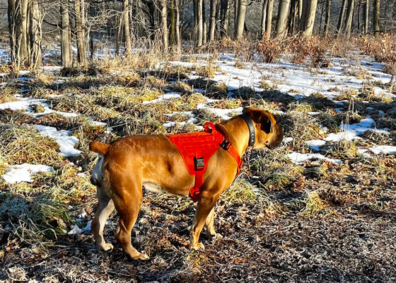 Kezzie a Boerboel dog with red safety vest