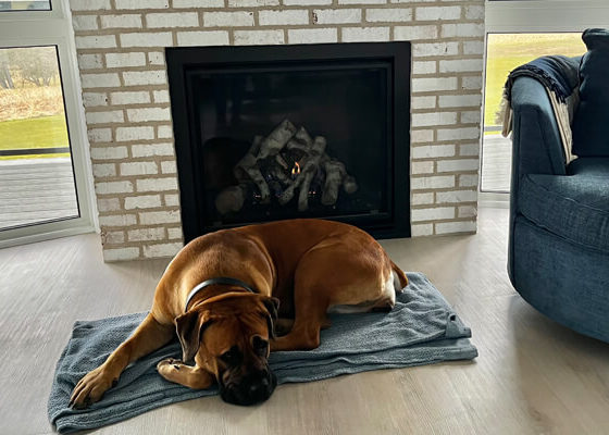 Kezzie a Boerboel dog laying in front of the fireplace