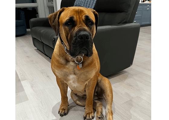 Kezzie sitting in front of a leather loveseat